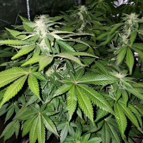 Ak47 Original growlog timeline photo