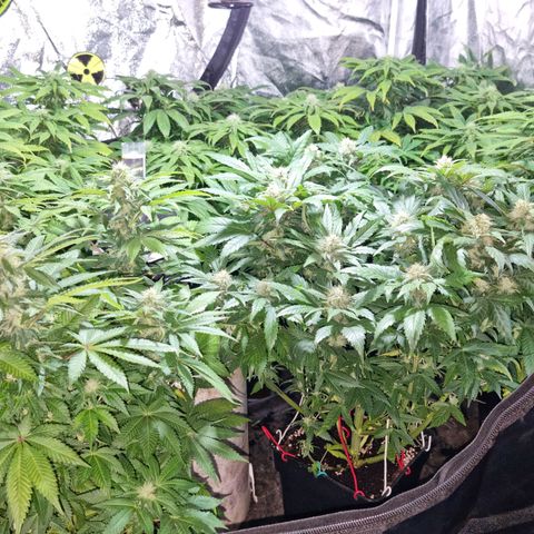Ak47 Original growlog timeline photo
