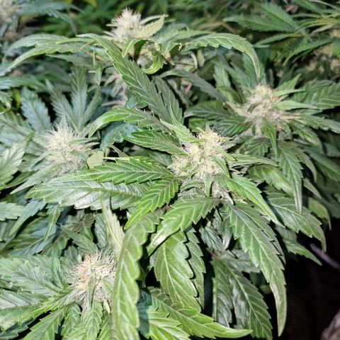 Ak47 Original growlog timeline photo