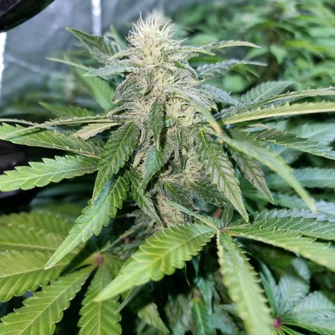 Ak47 Original growlog timeline photo