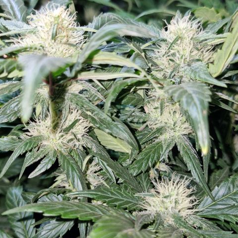 Ak47 Original growlog timeline photo