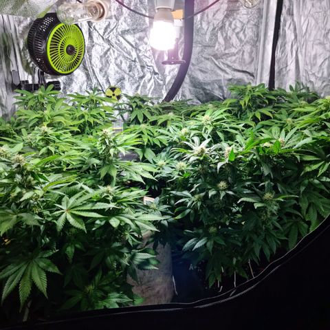 Ak47 Original growlog timeline photo