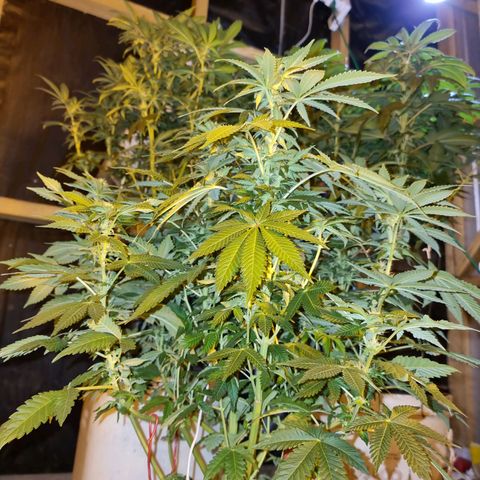 Ak47 Original growlog timeline photo