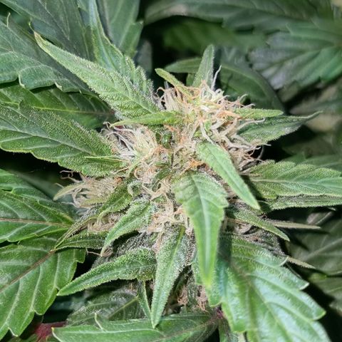 Ak47 Original growlog timeline photo