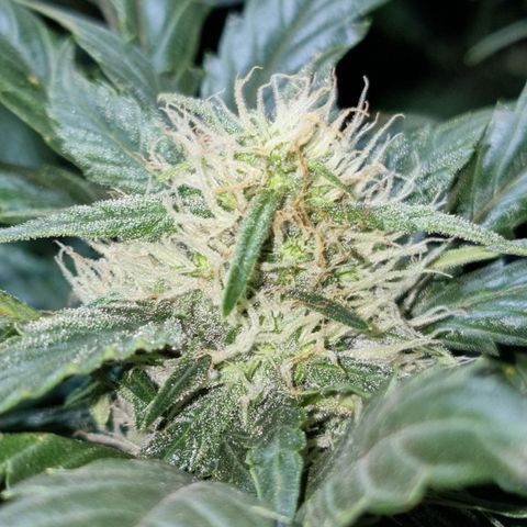 Ak47 Original growlog timeline photo