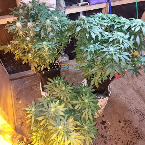 Ak47 Original growlog timeline photo