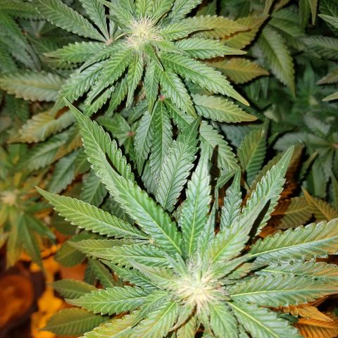 Ak47 Original growlog timeline photo