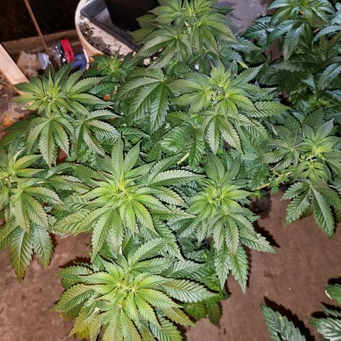 Ak47 Original growlog photo: Están hermosas, ahora ya empezaron a consumir más agua 💧  por que se le agrego un generador de CO2, 