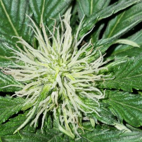 Ak47 Original growlog timeline photo