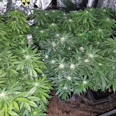 Ak47 Original growlog timeline photo