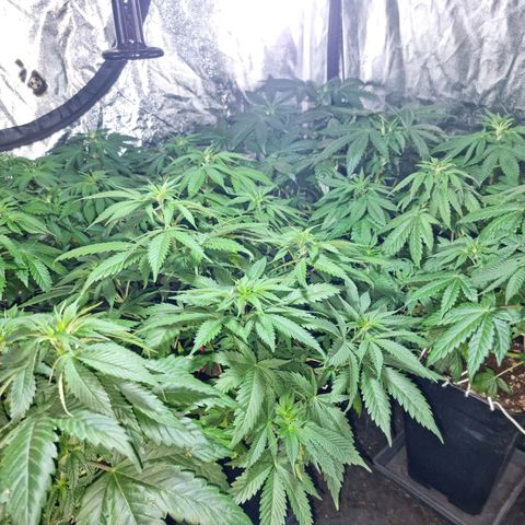 Ak47 Original growlog photo: Se están empezando a formar los primeros cogollos 
