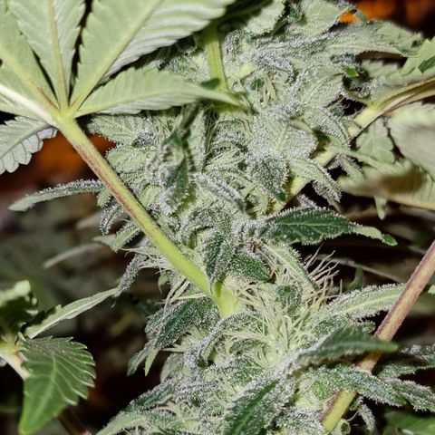 Ak47 Original growlog timeline photo