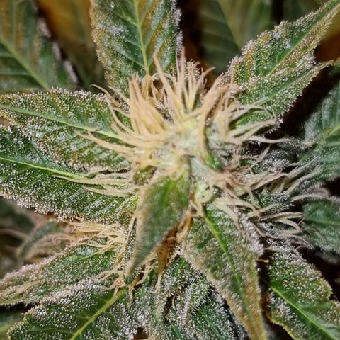 Ak47 Original growlog timeline photo