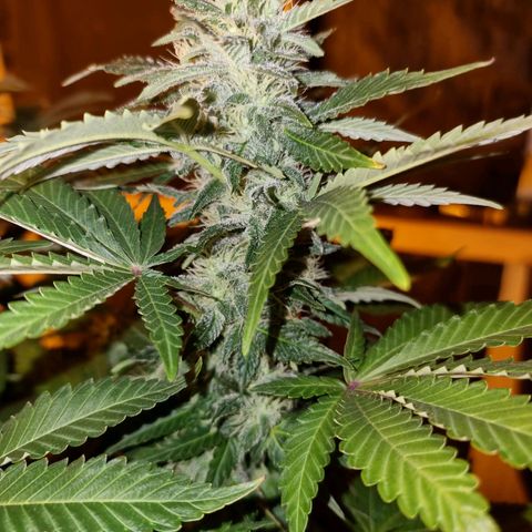 Ak47 Original growlog timeline photo