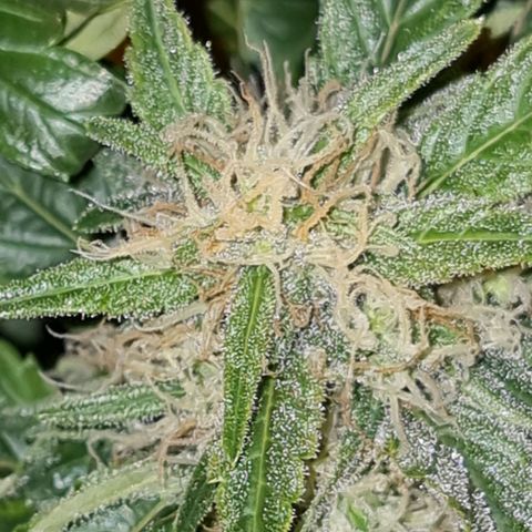 Ak47 Original growlog timeline photo