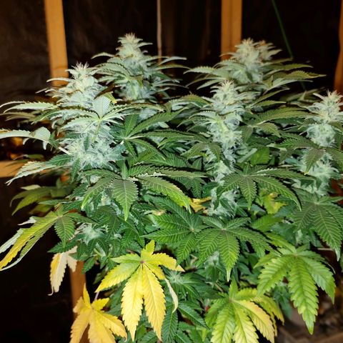 Ak47 Original growlog timeline photo