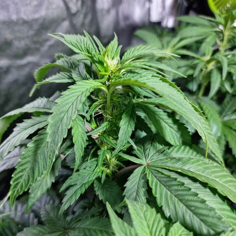 Ak47 Original growlog photo: Hoy se regaron con 1 litro de mezcla (TopCropBigOne 2ml/lts) cada una de las plantitas, se ven hermosas!
