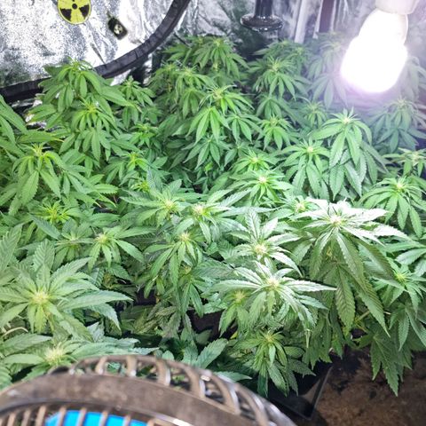 Ak47 Original growlog photo: Se pase a fase 2 con Reaktor generador de CO2