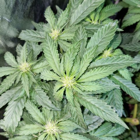Ak47 Original growlog photo: Se pase a fase 2 con Reaktor generador de CO2