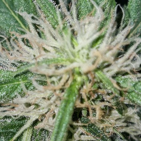 Ak47 Original growlog timeline photo