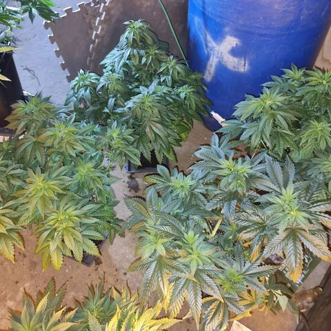 Ak47 Original growlog photo: Están hermosas, ahora ya empezaron a consumir más agua 💧  por que se le agrego un generador de CO2, 
