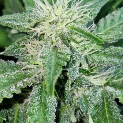 Ak47 Original growlog timeline photo