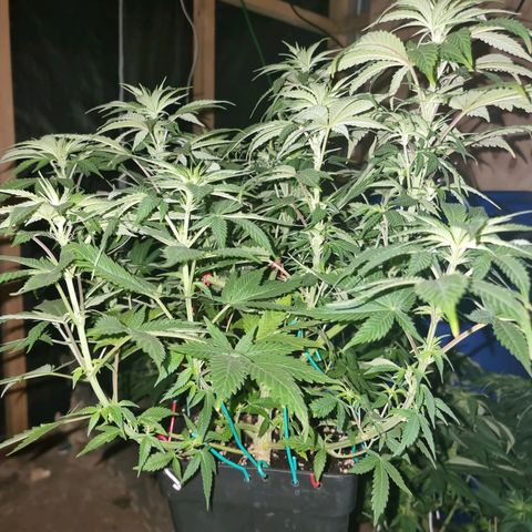 Ak47 Original growlog photo: Se les hizo poda de hojas inferiores (amarillas) y también se cortaron las hojas más grandes. También se regaron con 1lts c/u con DELTA 9 (ml/lts)