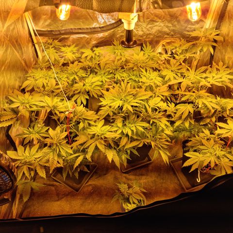 Ak47 Original growlog timeline photo