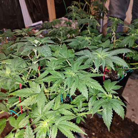 Ak47 Original growlog photo: Se realizo poda ramas bajas y se cortaron todas las hojas más grandes, además a sólo una Se le realizó poda apical, después de aver estado deshidratadas ayer hoy ya se ven en perfectas condiciones