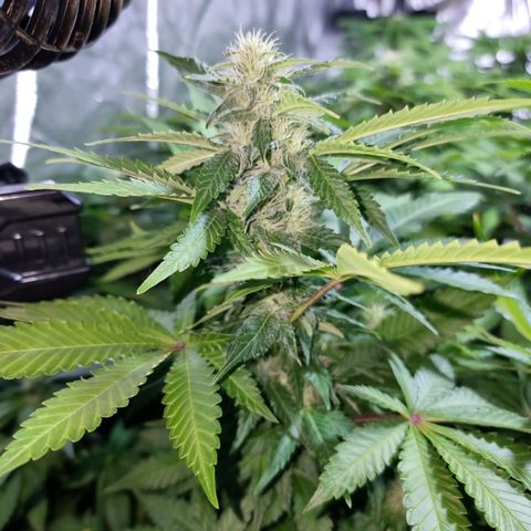 Ak47 Original growlog timeline photo