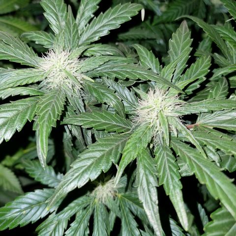Ak47 Original growlog timeline photo