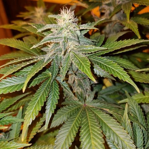 Ak47 Original growlog timeline photo