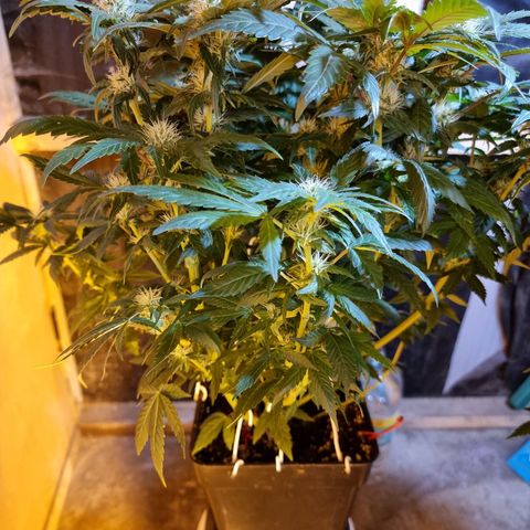 Ak47 Original growlog timeline photo