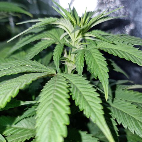 Ak47 Original growlog photo: Hoy se regaron con 1 litro de mezcla (TopCropBigOne 2ml/lts) cada una de las plantitas, se ven hermosas!