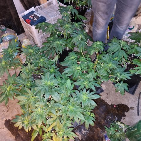 Ak47 Original growlog photo: Se realizo poda ramas bajas y se cortaron todas las hojas más grandes, además a sólo una Se le realizó poda apical, después de aver estado deshidratadas ayer hoy ya se ven en perfectas condiciones