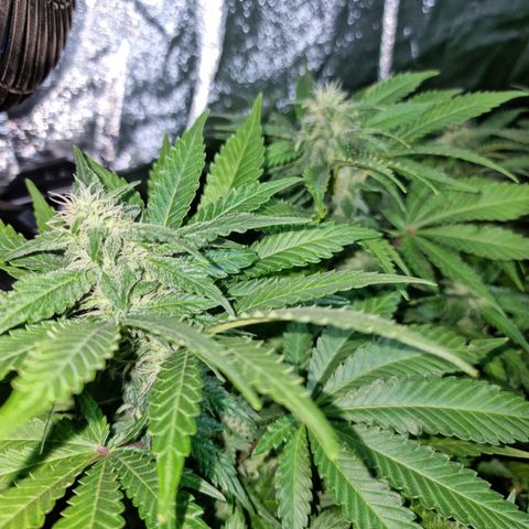 Ak47 Original growlog timeline photo