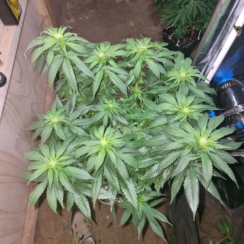 Ak47 Original growlog photo: Se les hizo poda de hojas inferiores (amarillas) y también se cortaron las hojas más grandes. También se regaron con 1lts c/u con DELTA 9 (ml/lts)