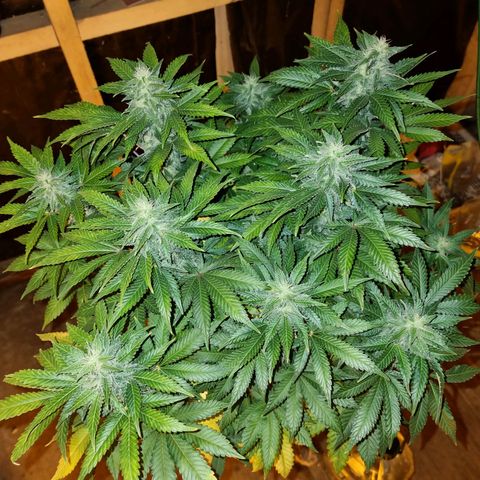 Ak47 Original growlog timeline photo