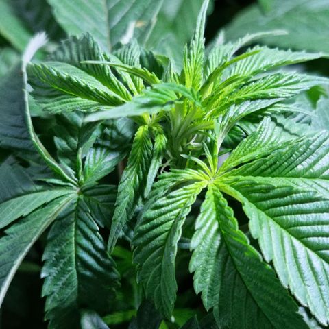 Ak47 Original growlog timeline photo