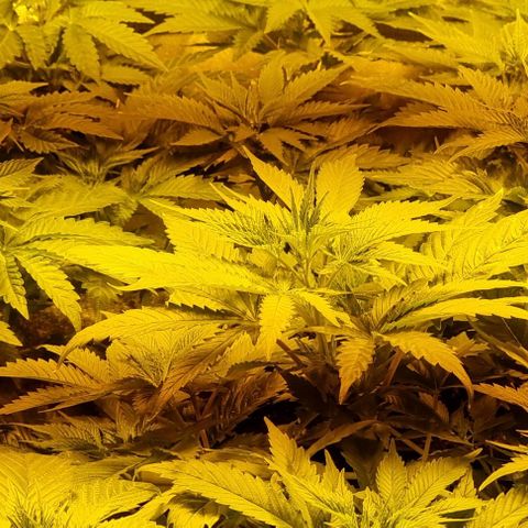 Ak47 Original growlog photo: Se regaron  solo con agua 1/2 litro cada una. Cada día más grandes!!!