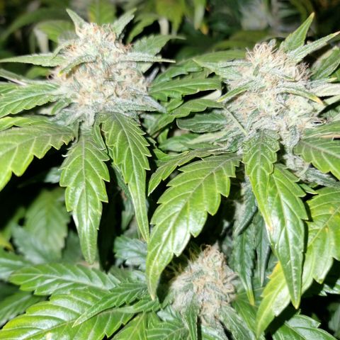 Ak47 Original growlog timeline photo
