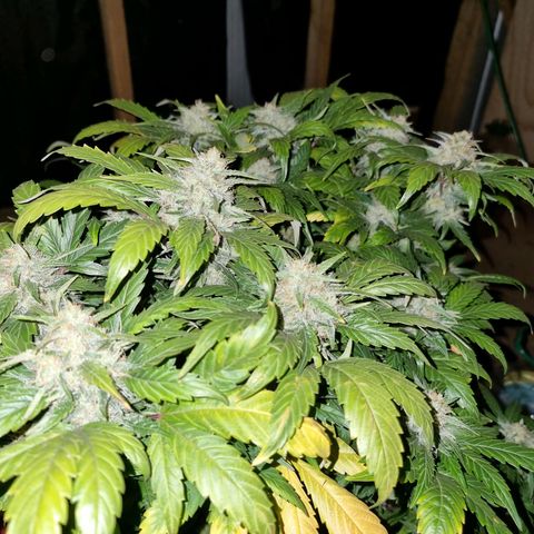 Ak47 Original growlog timeline photo
