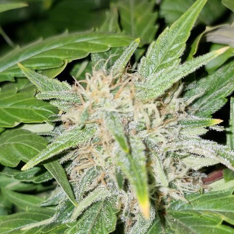 Ak47 Original growlog timeline photo