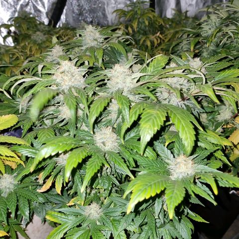 Ak47 Original growlog timeline photo
