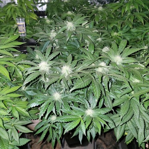 Ak47 Original growlog timeline photo