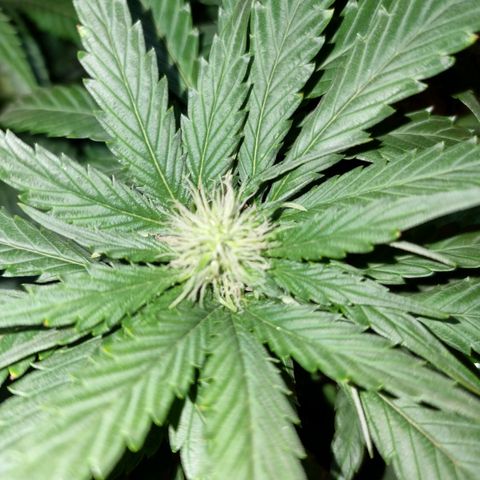 Ak47 Original growlog timeline photo