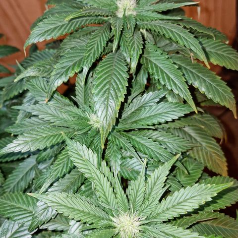 Ak47 Original growlog timeline photo