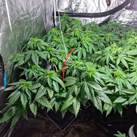 Ak47 Original growlog timeline photo