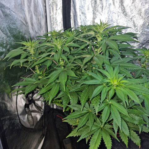 Ak47 Original growlog photo: Se les hizo poda de hojas inferiores (amarillas) y también se cortaron las hojas más grandes. También se regaron con 1lts c/u con DELTA 9 (ml/lts)
