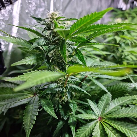 Ak47 Original growlog timeline photo